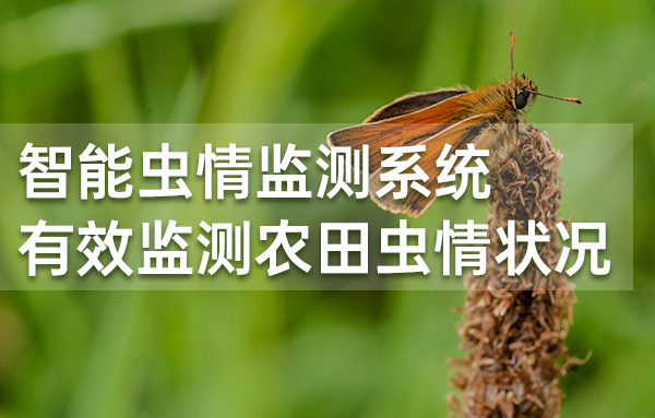 智能蟲情監(jiān)測(cè)系統(tǒng)，有效監(jiān)測(cè)農(nóng)田蟲情狀況