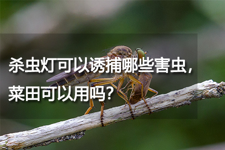殺蟲燈可以誘捕哪些害蟲，菜田可以用嗎