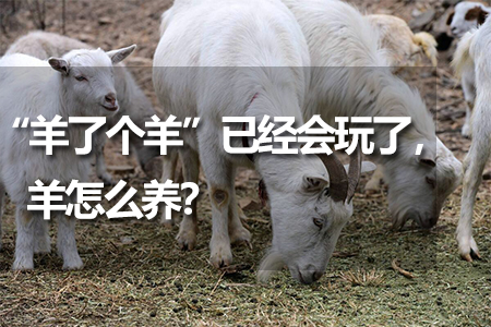 “羊了個羊”已經(jīng)會玩了，羊怎么養(yǎng)