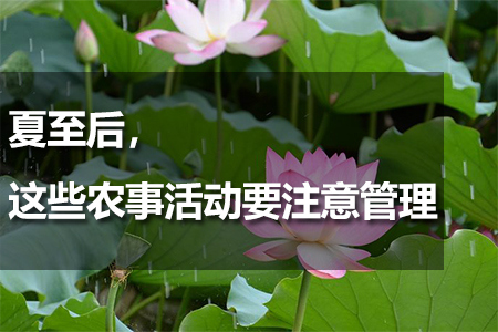 夏至后，這些農事活動要注意管理
