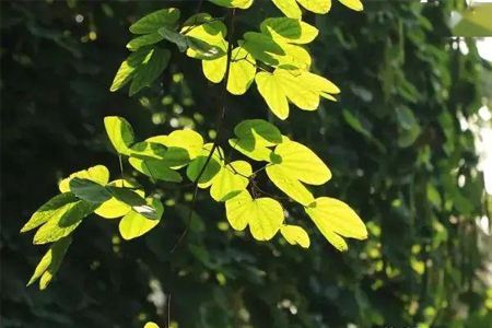 光照傳感器的功能特點(diǎn)及應(yīng)用