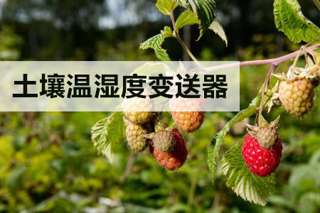 土壤水分溫度變送器在大棚種植的應(yīng)用